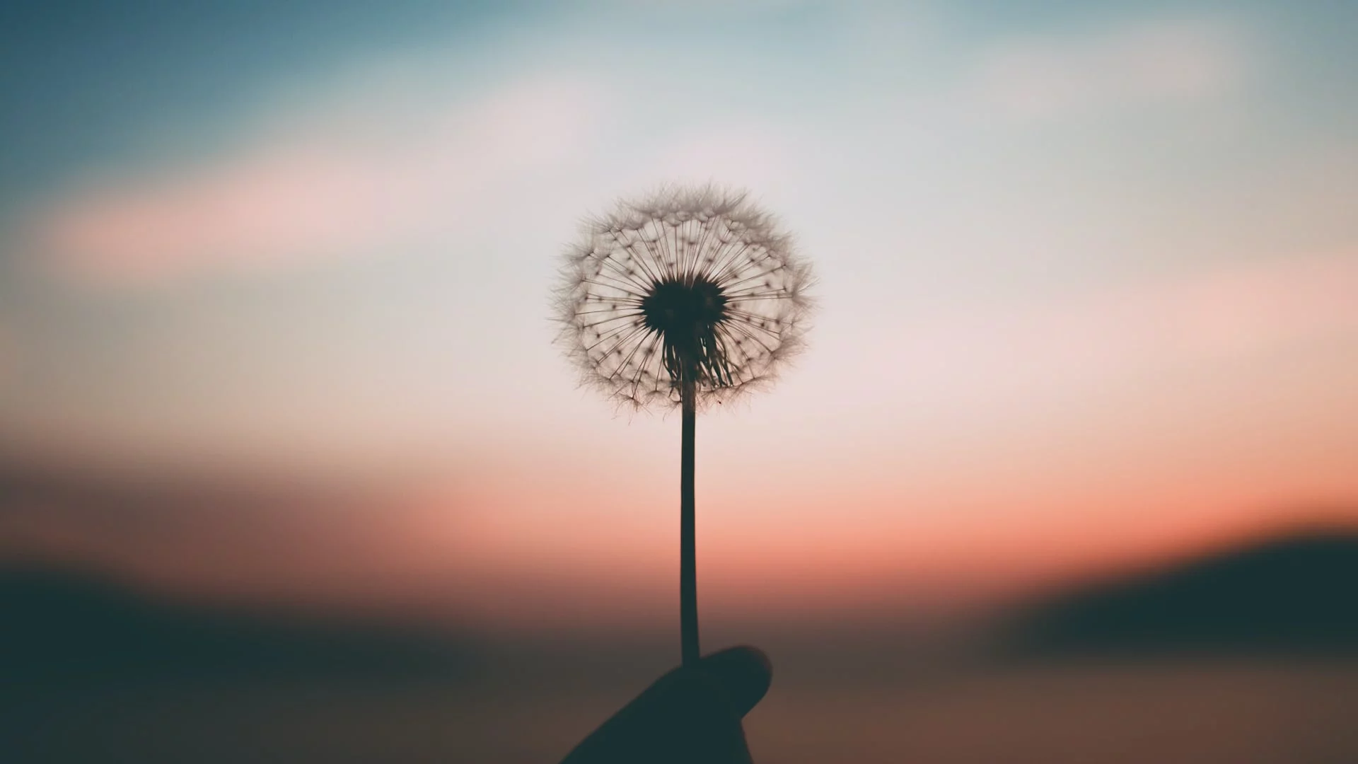 A dandelion seed pod set against a sunset -How Can Mindfulness