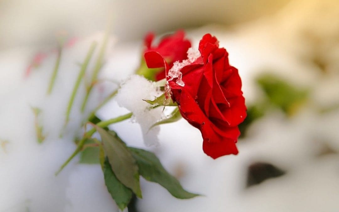 Survivor Guilt: Is It Logical to Feel a Sense of Responsibility?