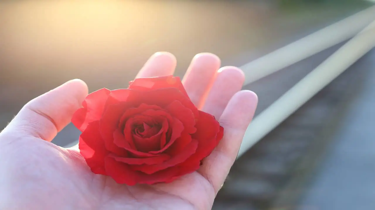 Stop Youth Suicide Railway Red Rose In Hand