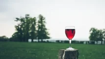 Online Alcohol Assessment AUDIT - Wine glass on a tree trunk